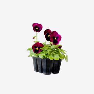 Bedding Plants