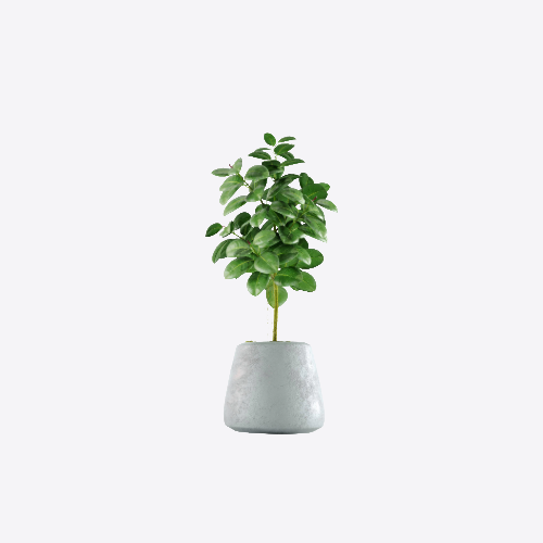 Houseplants