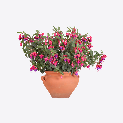 Outdoor Plants