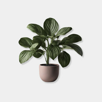 Plants
