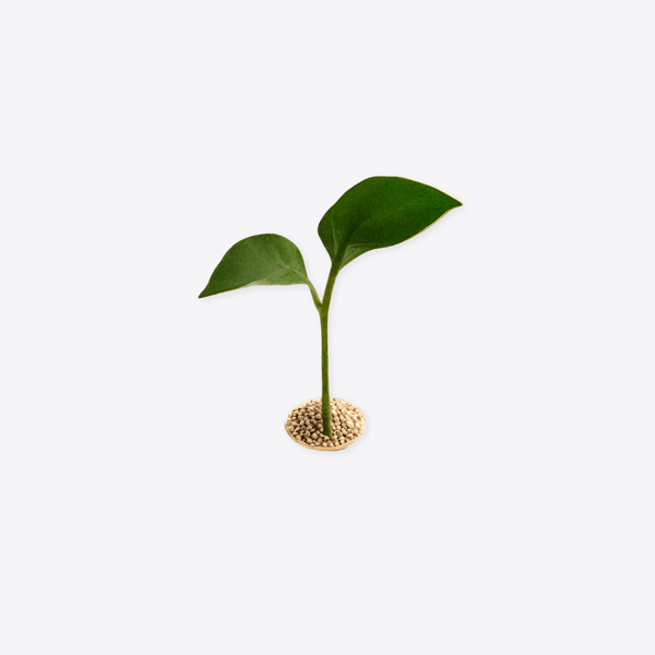 Seeds