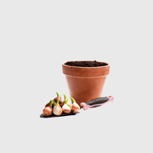 Flowers & Bulbs