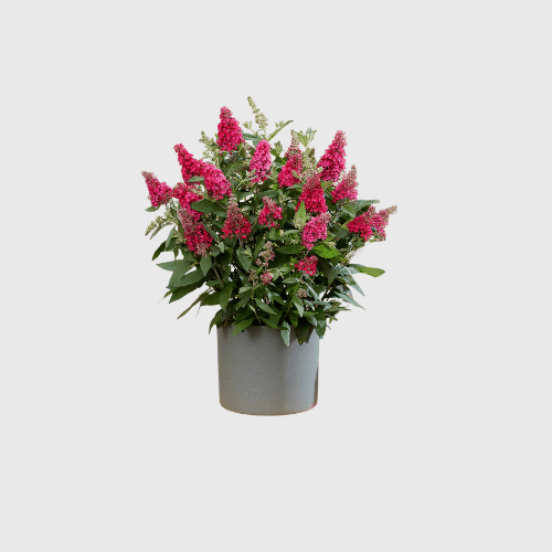 Outdoor Plants