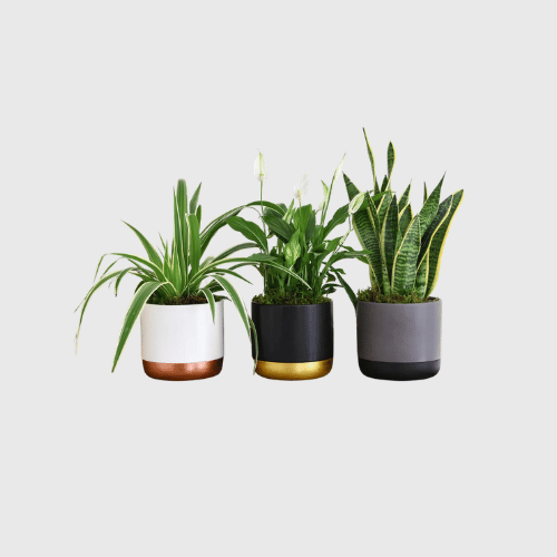 Houseplants