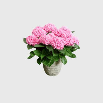 Plants