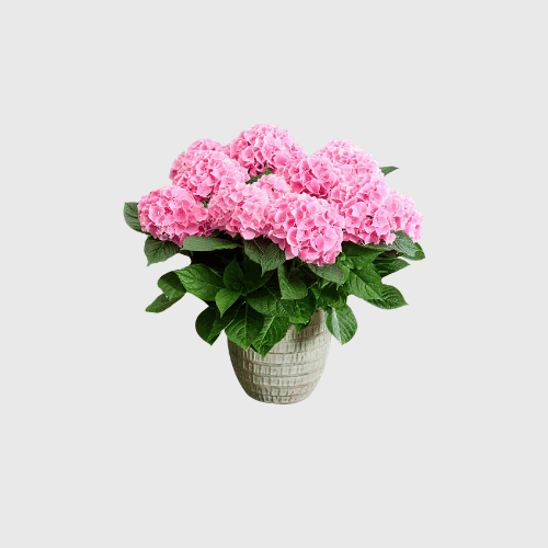 Plants