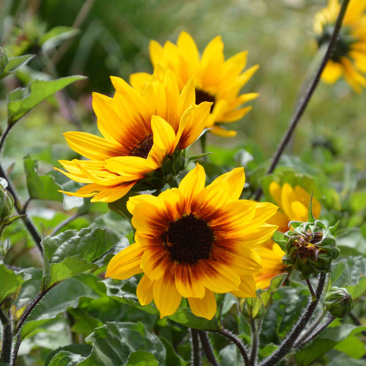 Sunflower 'sunbelievable Brown Eyed Girl' Compact Seedless Patio Variety Plug Plant | Set of 1 | Yellow