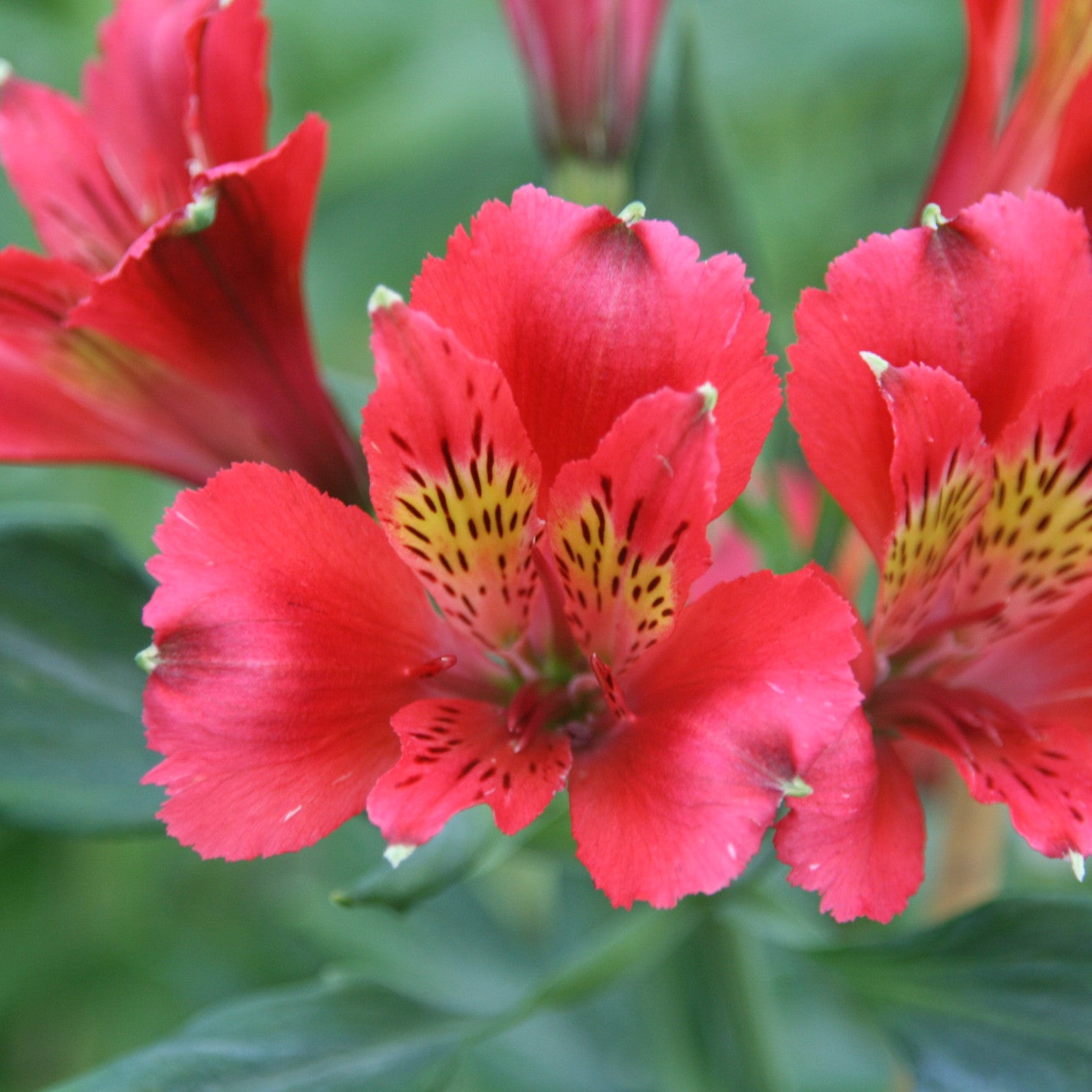 Hayloft Alstroemeria Duchesses D'anjou 'diane' 3 X 9cm Pots
