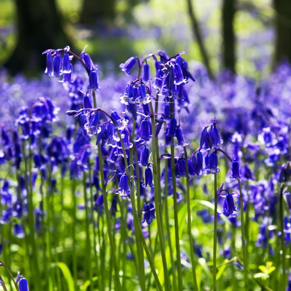 English Bluebells - Bulbs | 16 x Bulbs