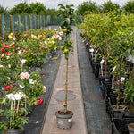 Apple Tree 'green Sensation' Compact Patio Ballerina Tree | 1 x 5L | Green