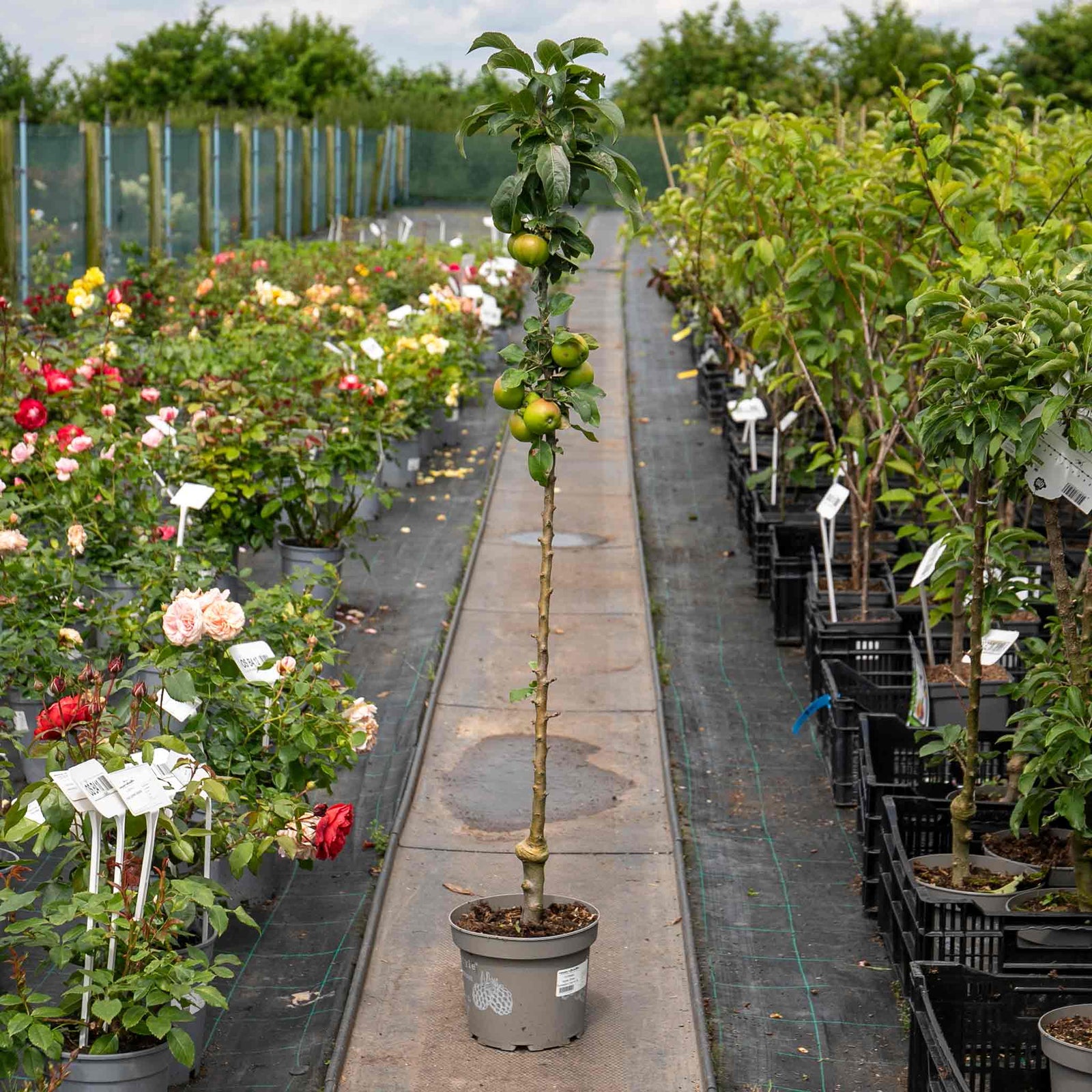 Apple Tree 'green Sensation' Compact Patio Ballerina Tree | 1 x 5L | Green