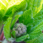 Borage Plant - 9cm Annual Herb, Pollinator-friendly