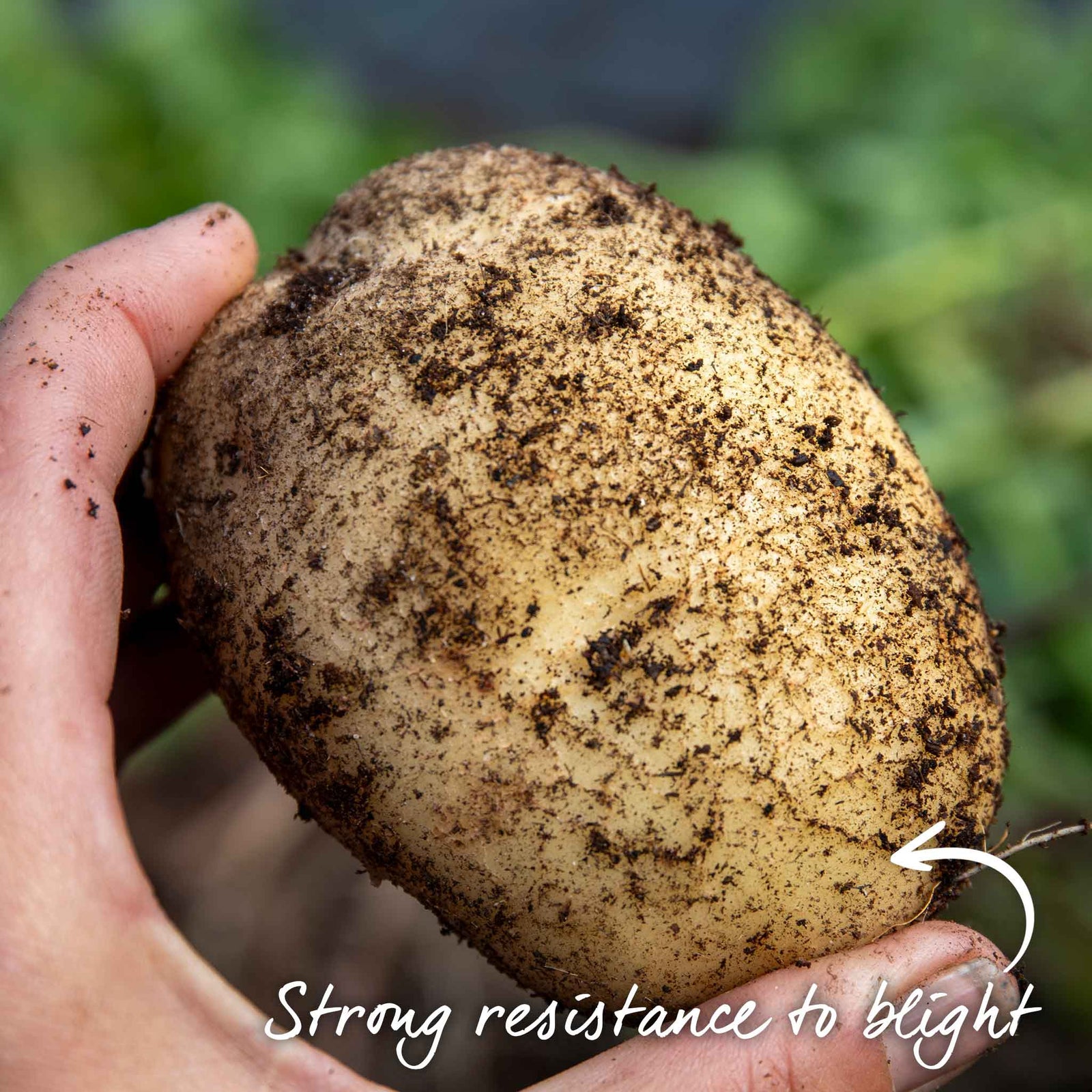 Seed Potato Collection – Disease-resistant Maincrop | 3kg