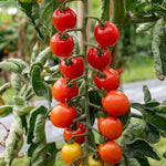 Tomato Seeds Crimson Crush — Blight Resistant, High Yield Seeds | 15 Seeds