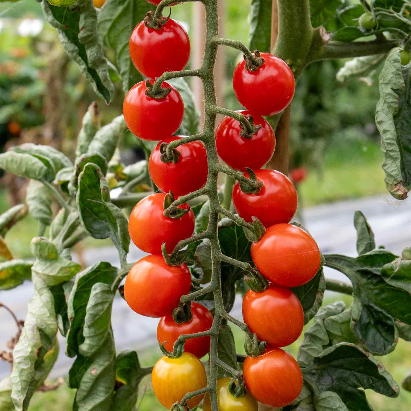 Tomato Seeds Crimson Crush — Blight Resistant, High Yield Seeds | 15 Seeds