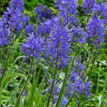 Camassia Leichtlinii 'blue' , 70-80 Cm | 3 x Bulbs | Blue