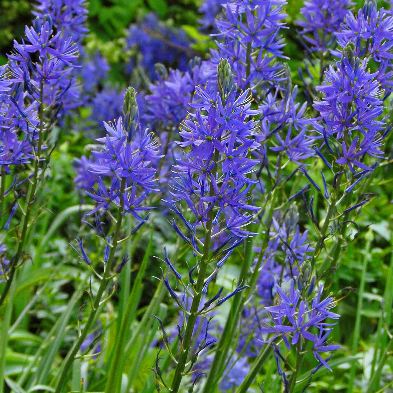 Camassia Leichtlinii 'blue' , 70-80 Cm | 3 x Bulbs | Blue