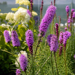 Bees & Butterfly Happy Collection 100 Mixed Bulbs & Bare Roots | 100 x Bare Root | Multi