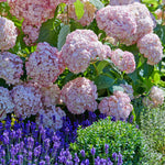 Hydrangea 'candybelle Bubblegum' Pink Flowering Shrub | 1 x 3L | Pink