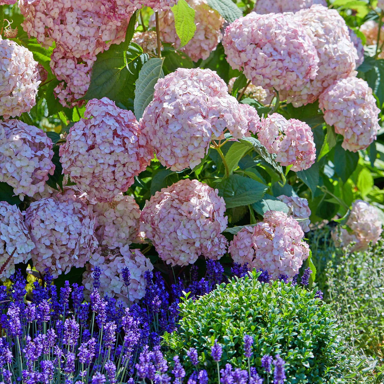 Hydrangea 'candybelle Bubblegum' Pink Flowering Shrub | 1 x 3L | Pink
