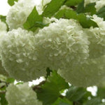 Viburnum Opulus Roseum Snowball Tree 3-4ft Supplied In A 3 Litre Pot