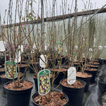 Parrotia Persica Persian Spire Ironwood Tree 2-3ft Supplied In A 3 Litre Pot