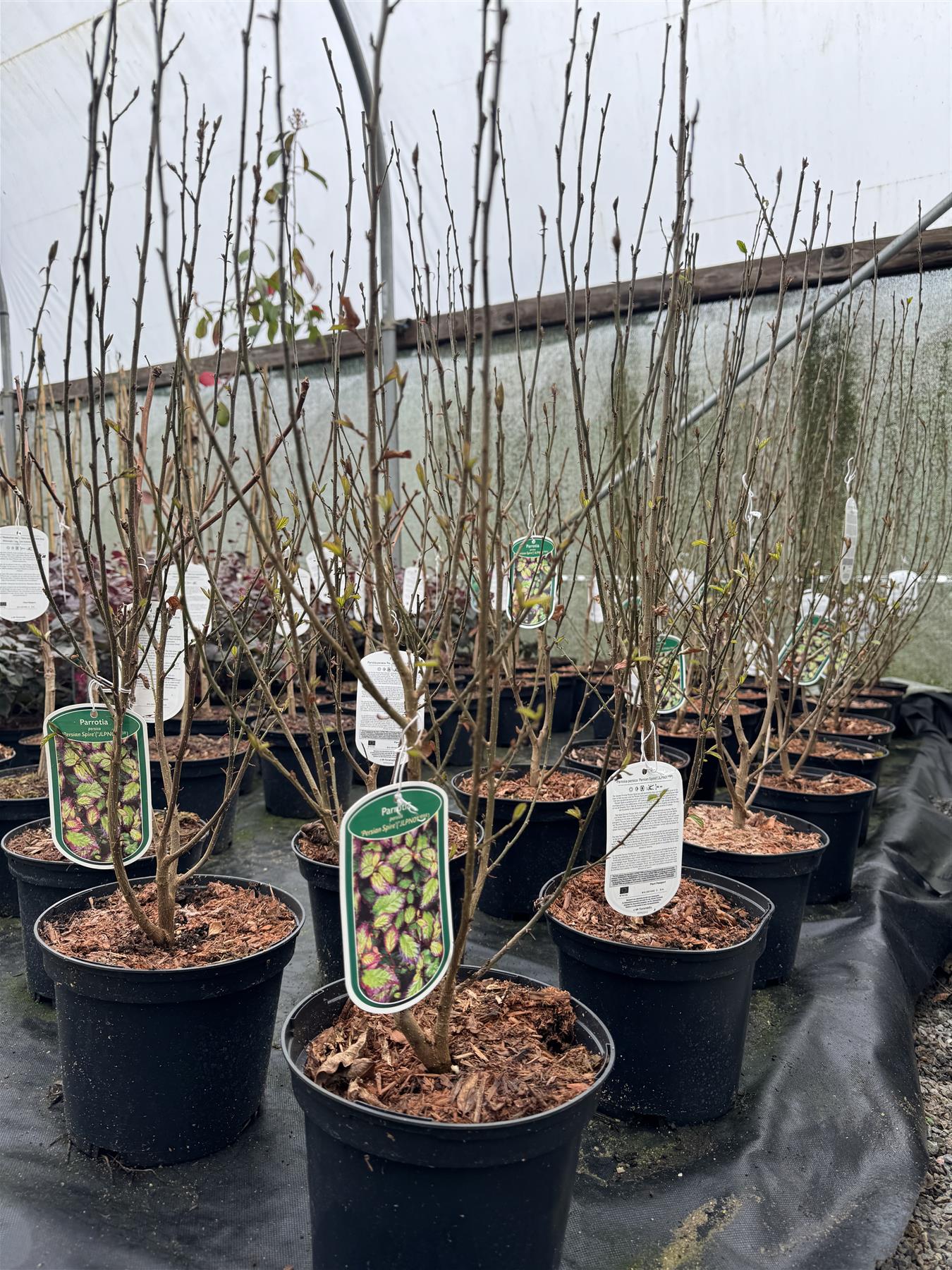 Parrotia Persica Persian Spire Ironwood Tree 2-3ft Supplied In A 3 Litre Pot