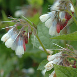 Symphytum Grandiflorum 'wisley Blue' - 9cm pots | 1 x 9cm | Blue