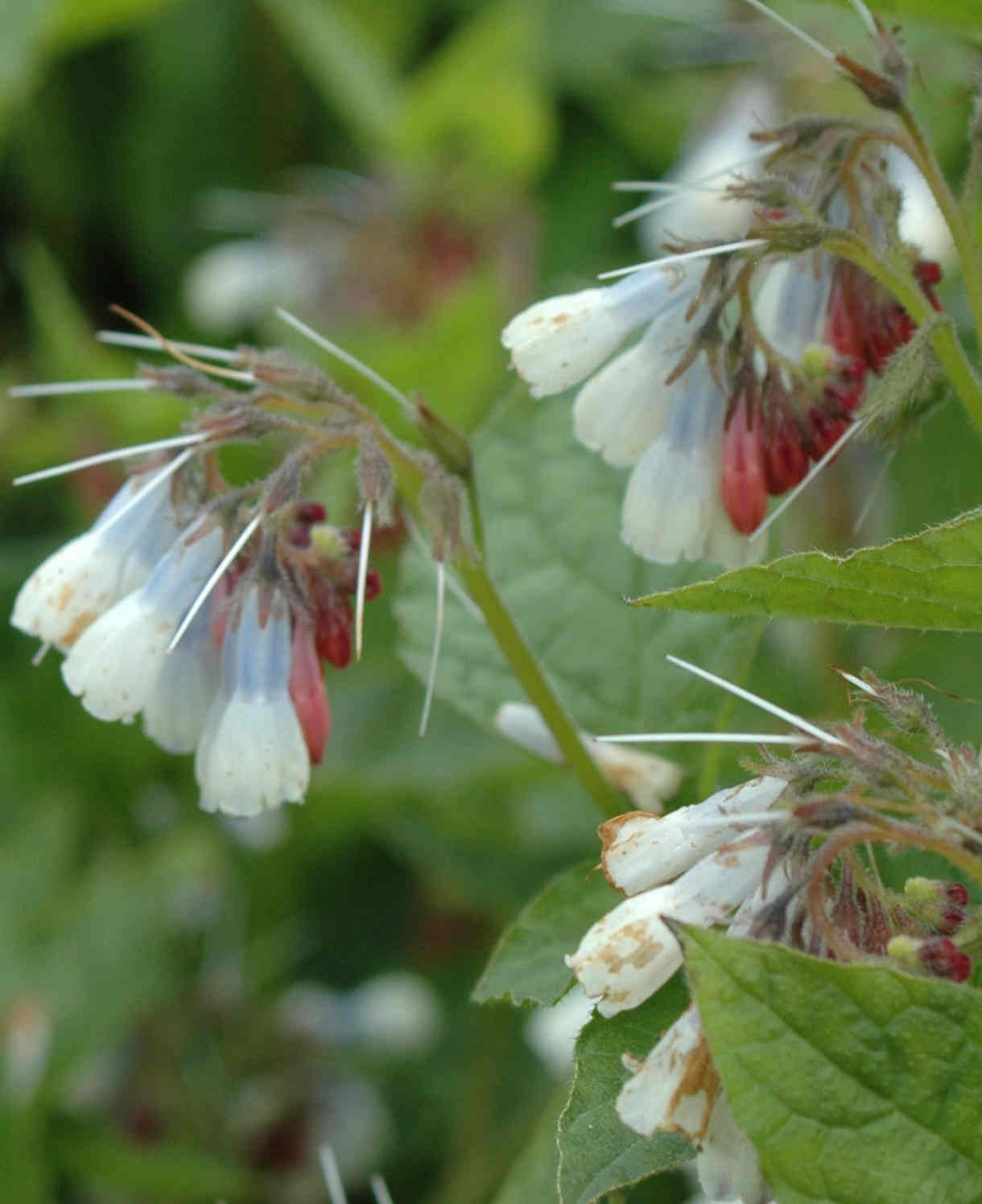 Symphytum Grandiflorum 'wisley Blue' - 9cm pots | 3 x 9cm | Blue