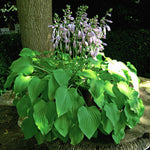 Hosta Slug Resistant Collection, 3 Bare Roots | 3 x Bare Root | Chartreuse