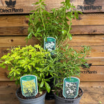 3 Mixed Large Choisya Shrubs Fragrant Evergreen Garden Plants In 2/3 Litre Pots