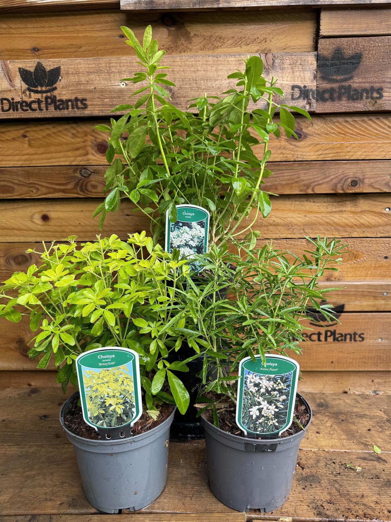 3 Mixed Large Choisya Shrubs Fragrant Evergreen Garden Plants In 2/3 Litre Pots