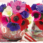 Anemone Coronaria 'de Caen' Mixed Bulbs | 40 x Bulbs