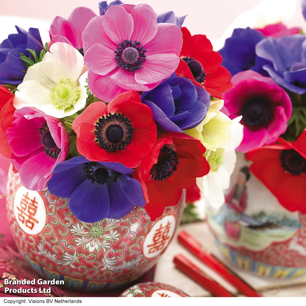 Anemone Coronaria 'de Caen' Mixed Bulbs | 40 x Bulbs