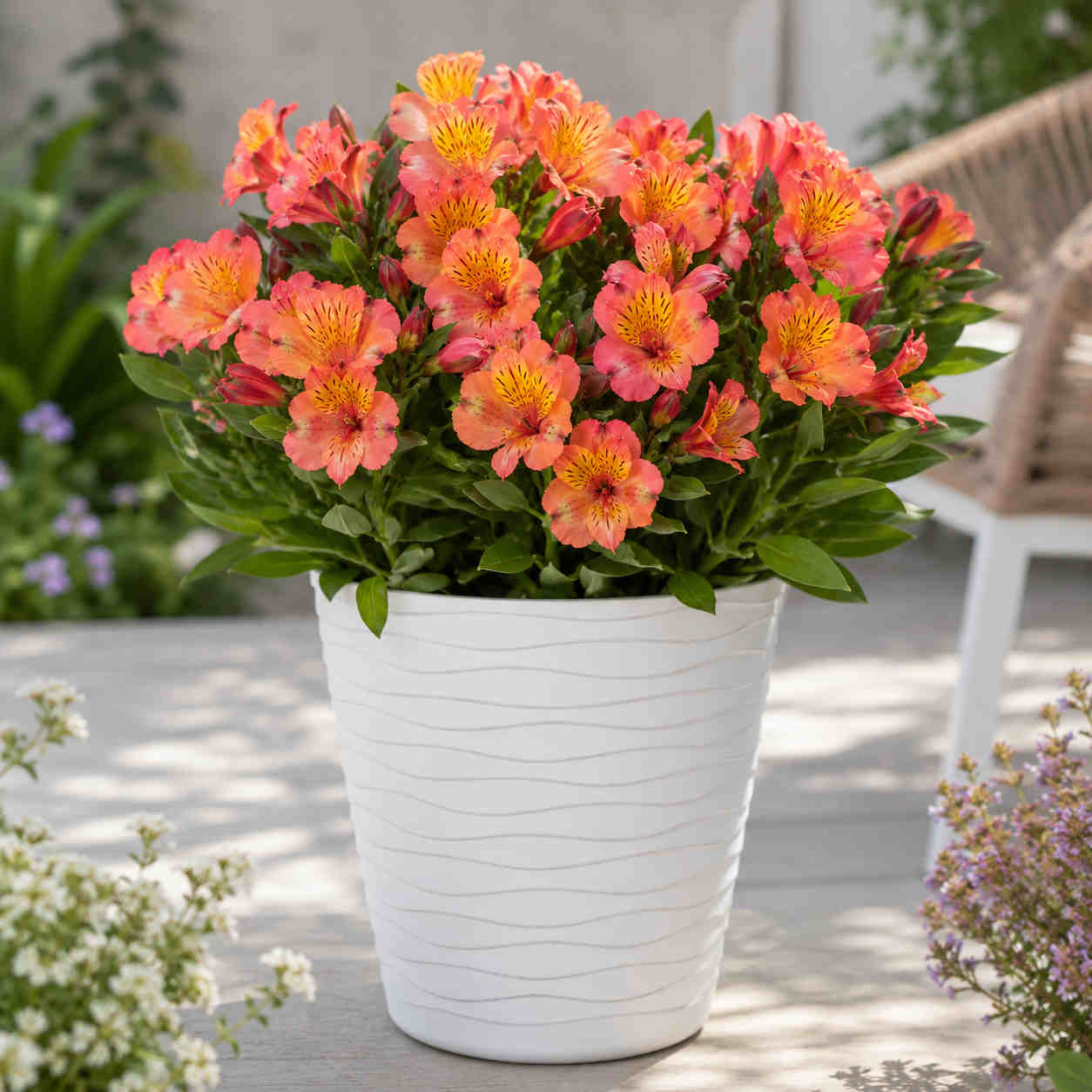 Hayloft Alstroemeria Incalys 'salmon' With White Tedi Pot
