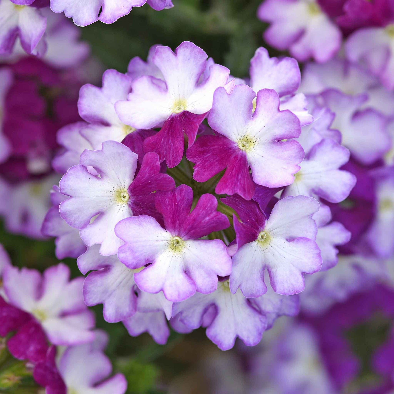 Verbena 'showboat Purple Fizz' Super Plugs - Purple & White Bedding Plant | 12 x Plug Plants | Purple