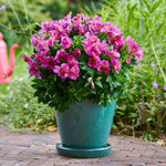 Alstroemeria 'inticancha Sunstar' Perennial | 1 x 2L | Green & Pink