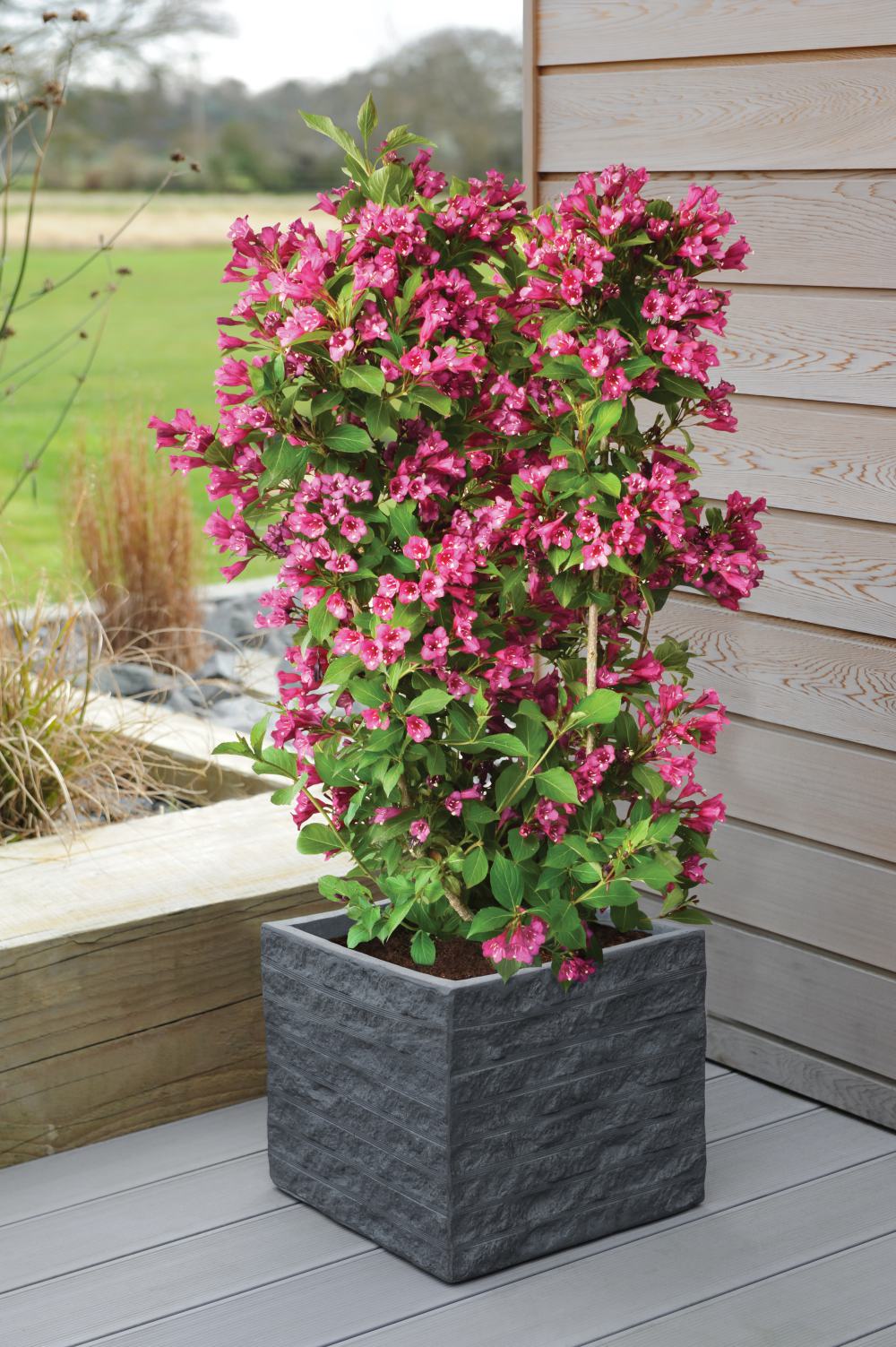 Weigela Towers Of Flowers® Cherry 9cm Pot | Set of 1