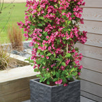 Weigela Towers Of Flowers® Cherry 9cm Pot | Set of 2