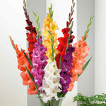 Gladiolus Large-flowered Mix | 15 x Bulbs | Multi