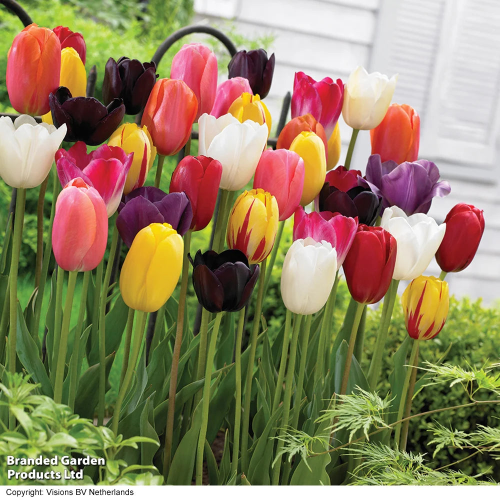 Tulip 'Everlasting Mixed' - 64 Bulbs