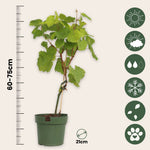 Grape Plant - 2 Pcs. - Vitis ‘himrod’, Vitis ‘vanessa’ - Height 60-75cm - ⌀21cm | Set of 2 | Multi Colour