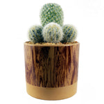 20cm Artificial Cactus Arrangement In Ceramic Planter