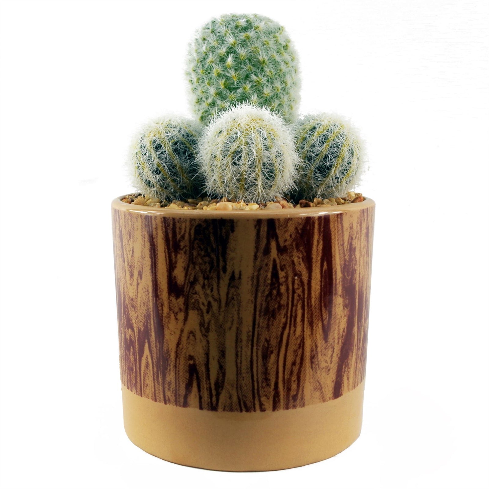 20cm Artificial Cactus Arrangement In Ceramic Planter