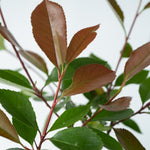 Christmas Berry - Photinia Fraseri 'red Robin' - Height 30-40cm - ⌀17cm | Set of 4 | Red