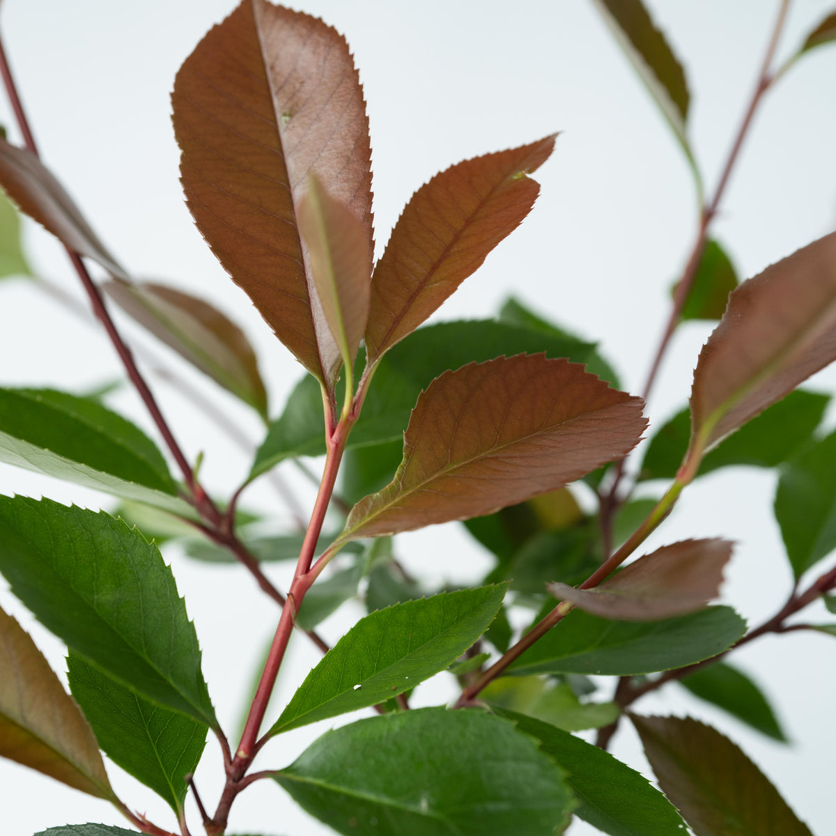 Christmas Berry - Photinia Fraseri 'red Robin' - Height 30-40cm - ⌀17cm | Set of 4 | Red
