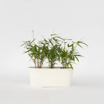 Umbrella Bamboo - 3 Pcs. - Fargesia 'asian Wonder' - Height 25-40cm - ⌀13cm | Set of 3 | Red