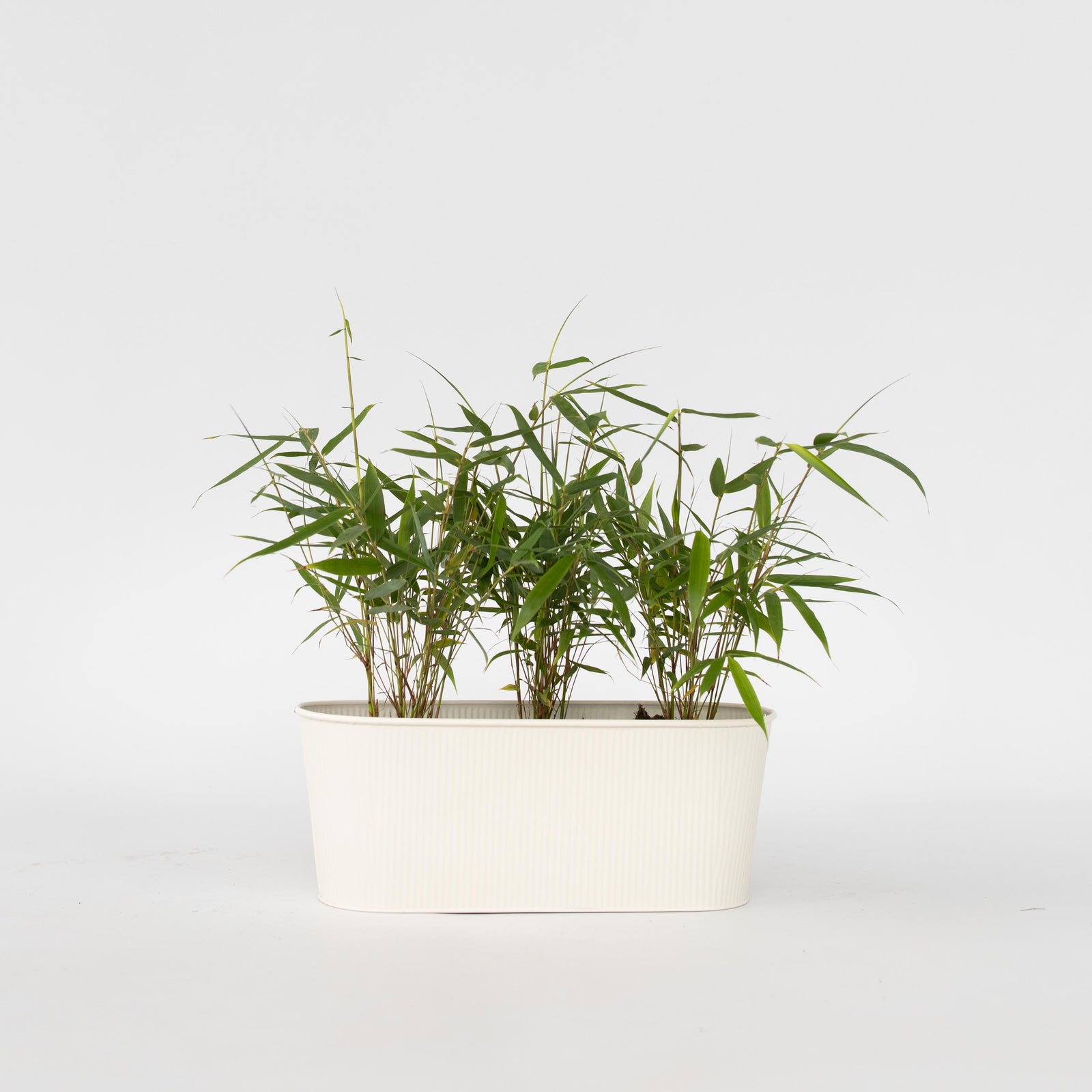 Umbrella Bamboo - 3 Pcs. - Fargesia 'asian Wonder' - Height 25-40cm - ⌀13cm | Set of 3 | Red