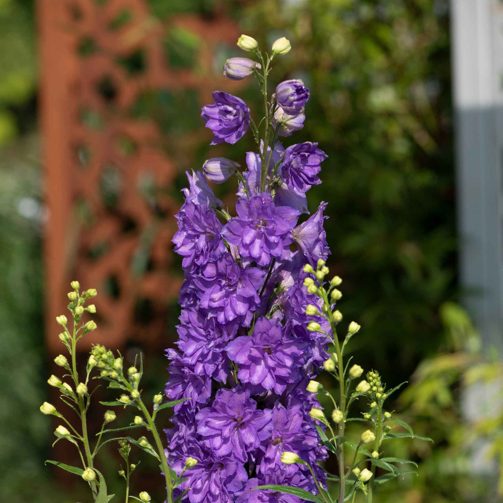 Delphinium 'delgenius Breezin' Compact Purple Perennial | 1 x 2L | Purple