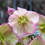 Helleborus 'ice N Roses Rose' Winter-flowering Shade Perennial | 3 x Jumbo Plugs | Multi